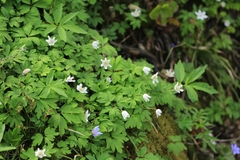 Anemonoides nemorosa