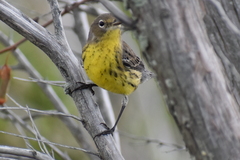 Setophaga kirtlandii