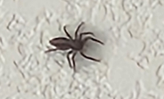 Platycryptus californicus