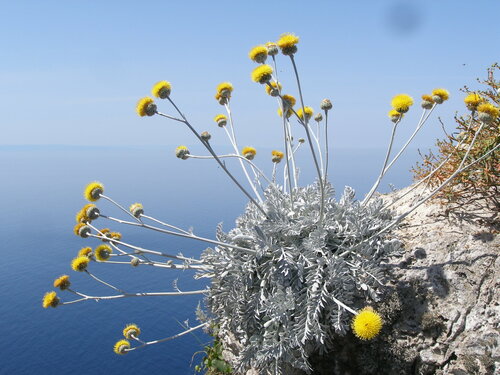 Centaurea ragusina iNat (1)