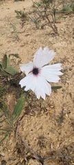 Monsonia speciosa