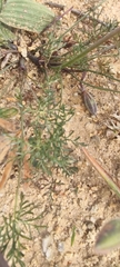 Monsonia speciosa