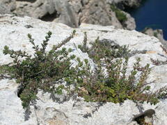 Micromeria microphylla