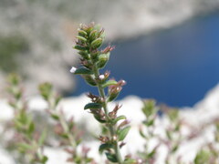 Micromeria microphylla