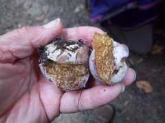 Cortinarius traganus