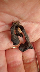 Craterellus cornucopioides