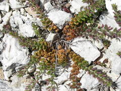 Micromeria microphylla