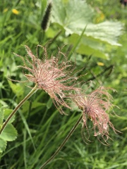 Geum montanum