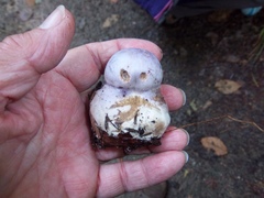 Cortinarius traganus