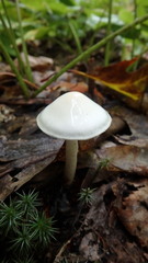 Zhuliangomyces illinitus