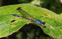Argia ulmeca