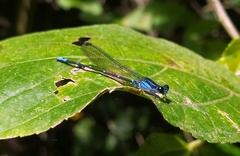 Argia ulmeca