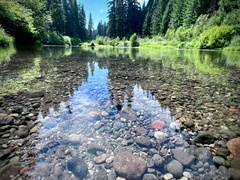 Psathyrella aquatica