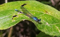 Argia ulmeca