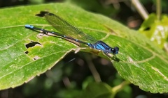 Argia ulmeca