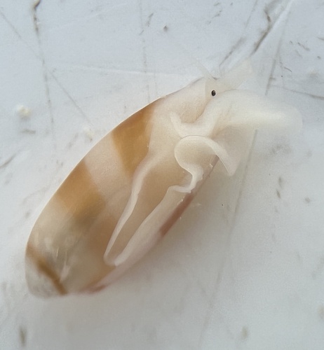 White-line Marginella