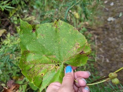 Ampelomyia vitispomum