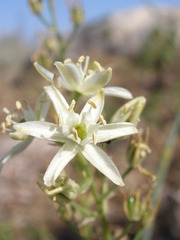 Ornithogalum visianicum