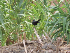 Turdus merula