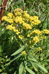 Solidago sempervirens