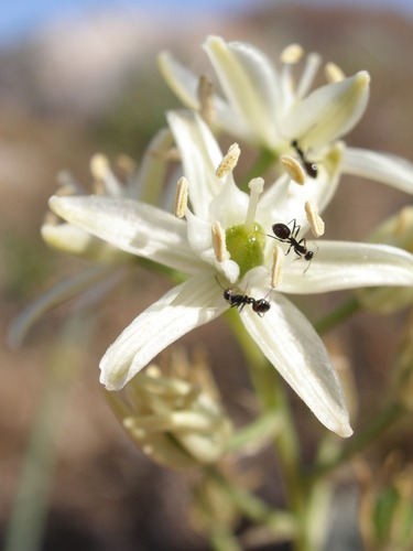 Visiani’s star of Bethlehem (Ornithogalum visianicum)