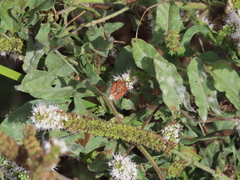 Carpocoris mediterraneus atlanticus