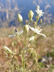 Ornithogalum visianicum