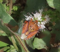 Carpocoris mediterraneus atlanticus
