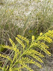 Solidago mexicana