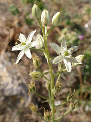Ornithogalum visianicum