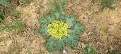 Arctopus monacanthus
