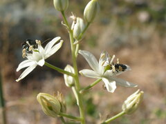 Ornithogalum visianicum