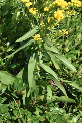 Solidago sempervirens