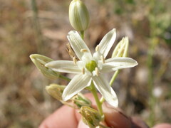 Ornithogalum visianicum