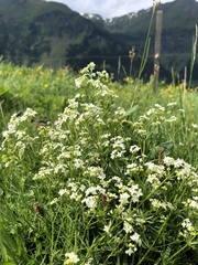 Galium anisophyllon