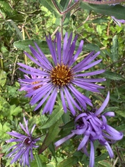 Symphyotrichum oblongifolium