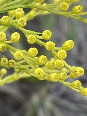 Solidago mexicana