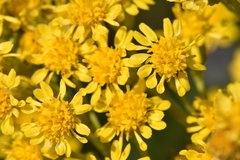 Solidago sempervirens