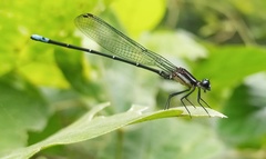 Argia ulmeca