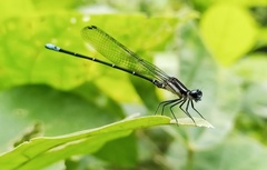 Argia ulmeca