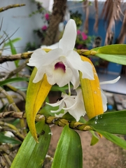Dendrobium nobile