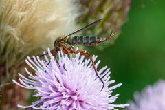Empis livida