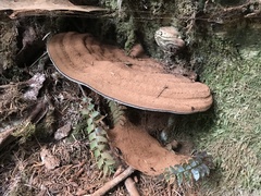 Ganoderma brownii