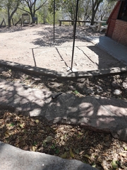 Saltator aurantiirostris