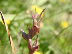 Bilamellaria
