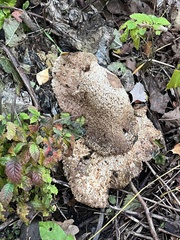 Pseudoinonotus dryadeus