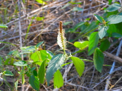Acalypha phleoides