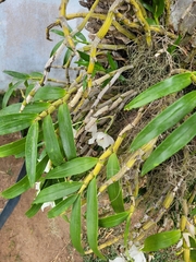 Dendrobium nobile