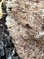 Pseudoinonotus dryadeus