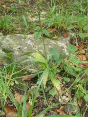 Dactylorhiza fuchsii